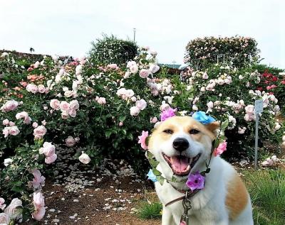 あ～花冠ずれちゃった～♪