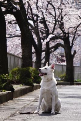 桜も良いけど、とぉちゃんが好き。