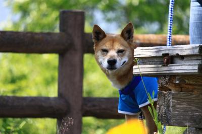 だるまさんが転んだ