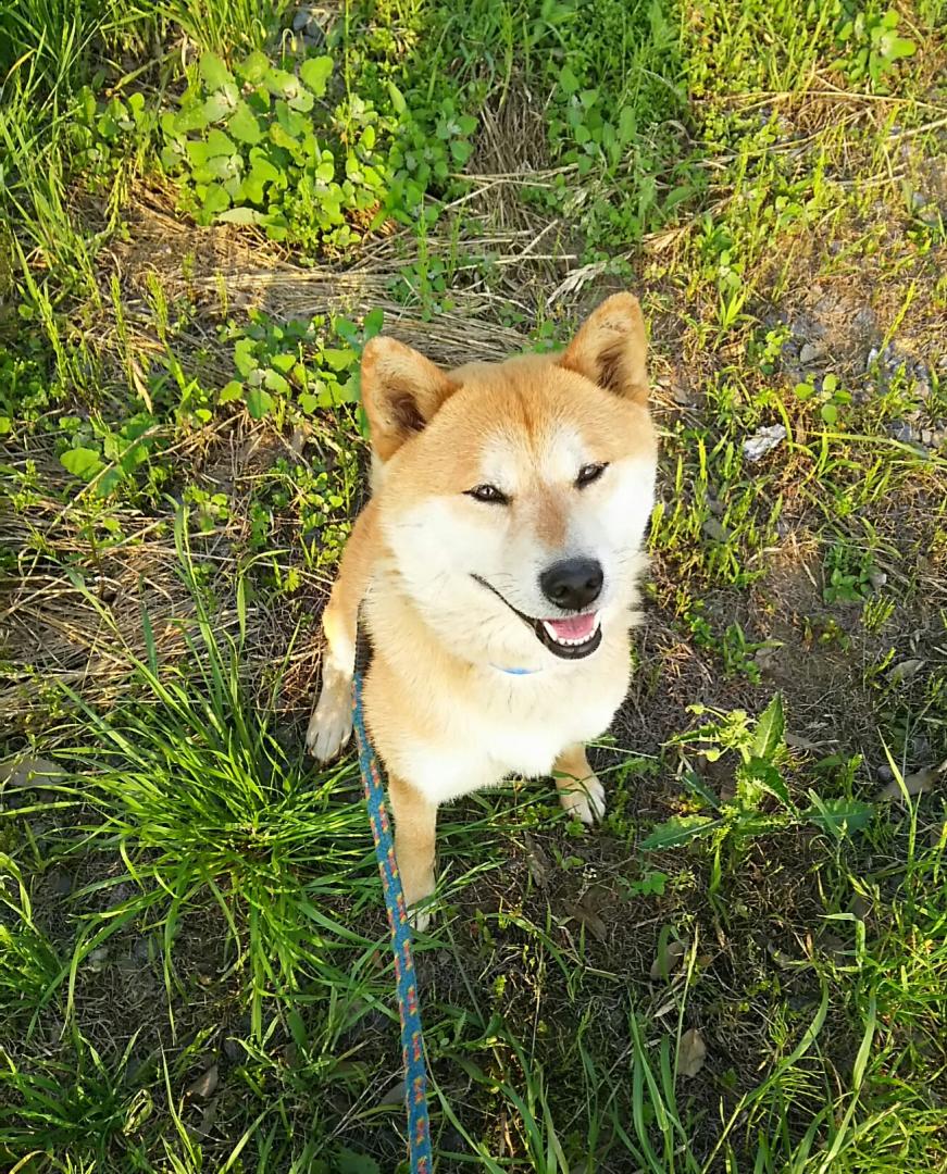 散歩気持ち良いね！