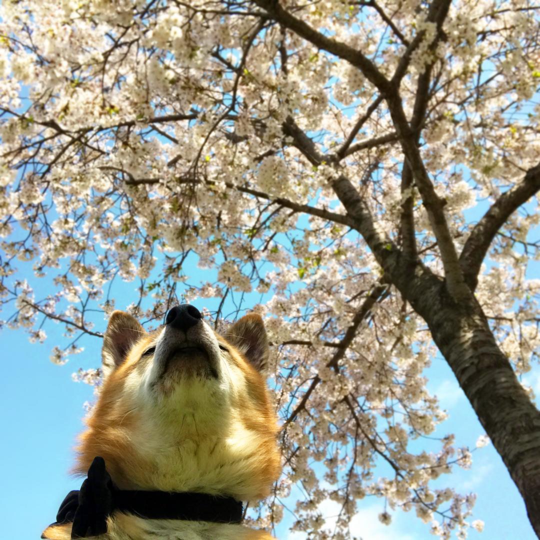 桜と黄昏スマイル