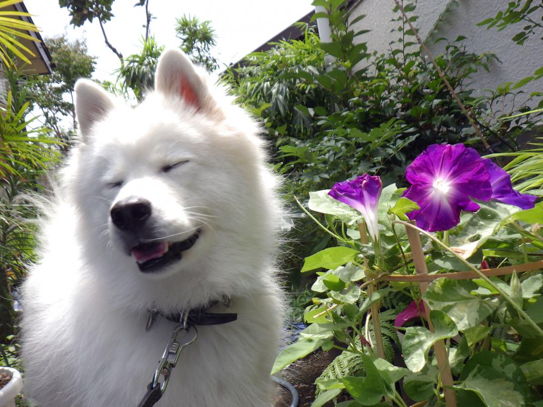 朝顔の花が咲いたよ