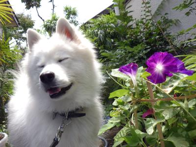 朝顔の花が咲いたよ