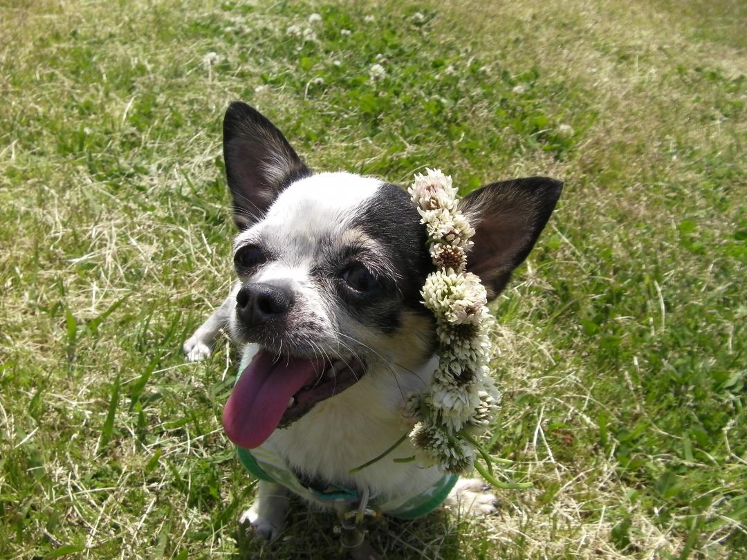 シロツメクサの花冠をつけてニッコリ