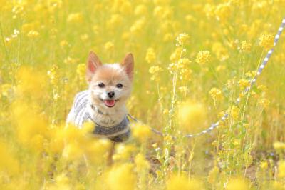 菜の花スマイル