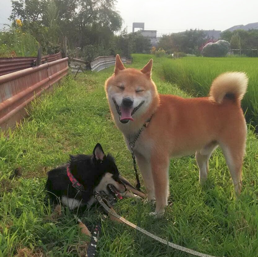 夏の散歩は暑いσ^_^;