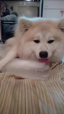 白熊！