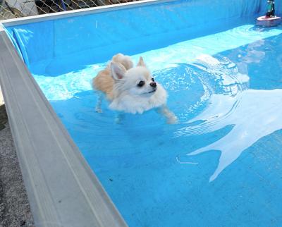 夏だ、プール最高♪