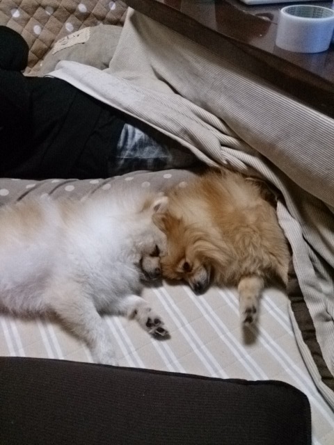 ごっつんこ
