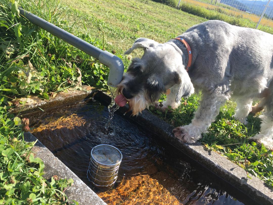 湧き水ゴクゴク