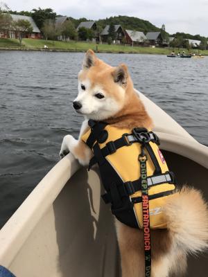 カヌーと柴犬