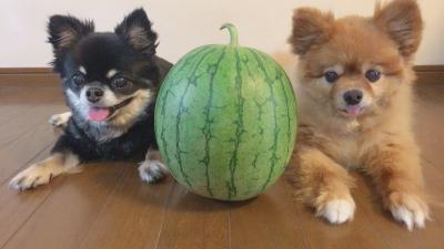 スイカと愛犬達🍉