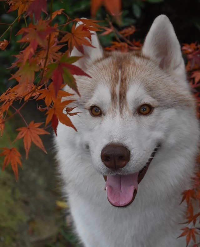 紅葉かんむり