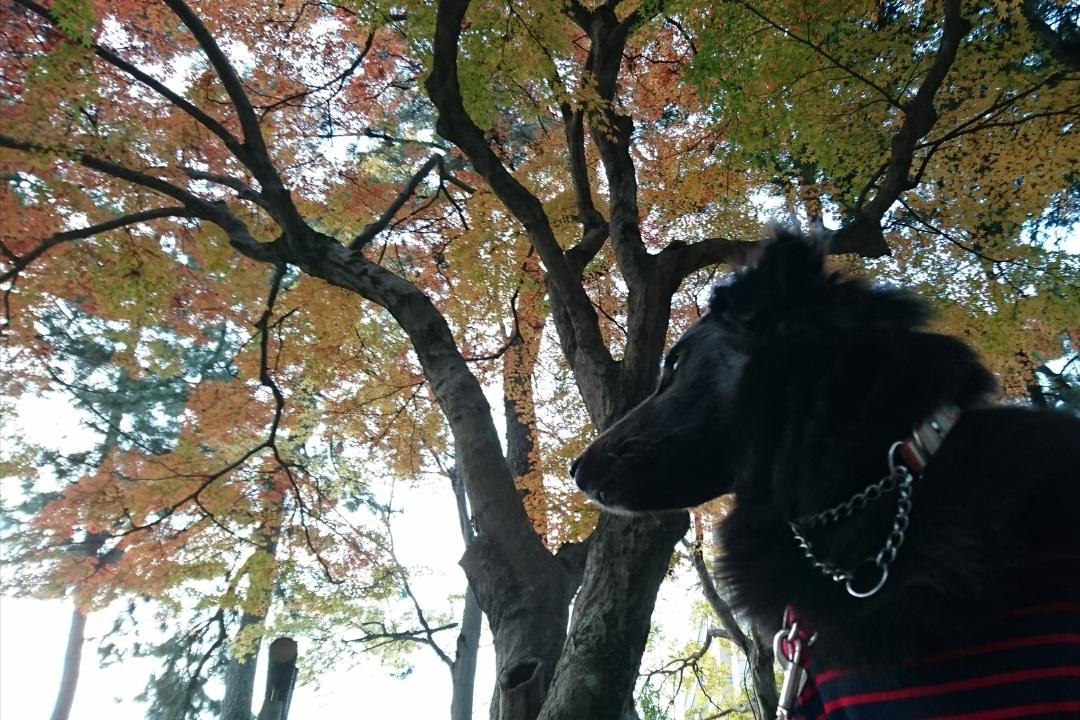 紅葉狩り🍁