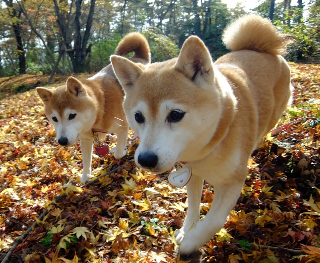 紅葉の絨毯