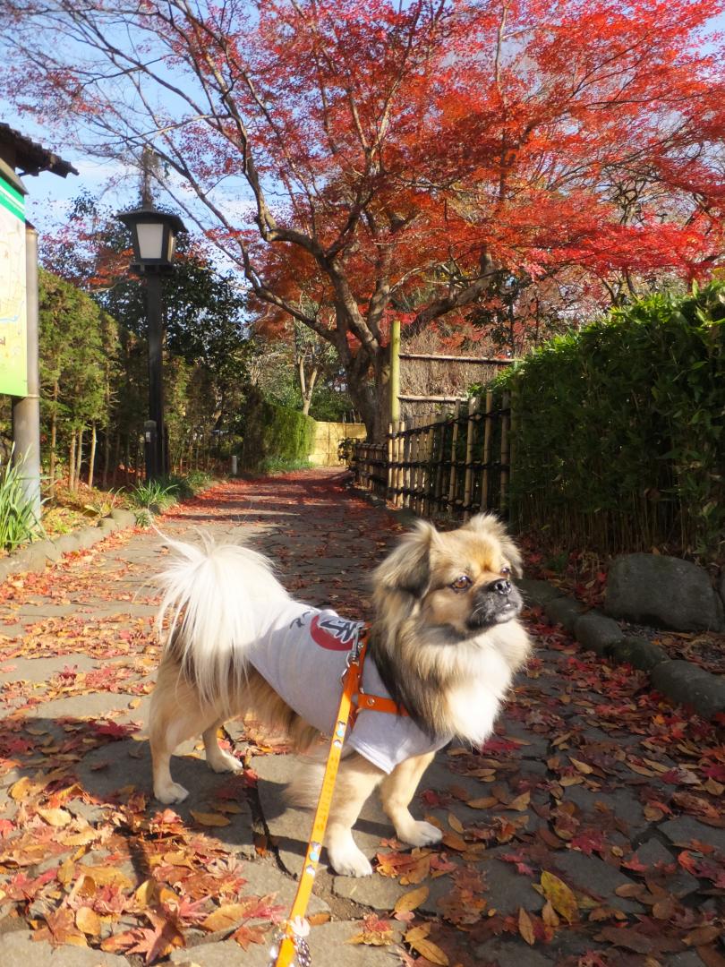 修善寺温泉の紅葉