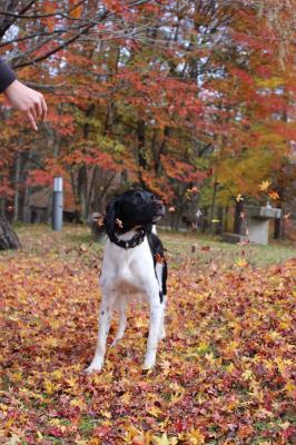 紅葉とぼく