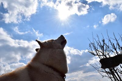 秋空