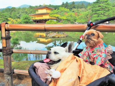 秋の金閣寺