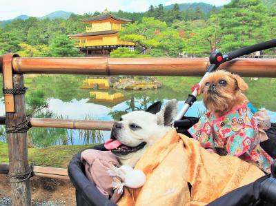 秋の金閣寺