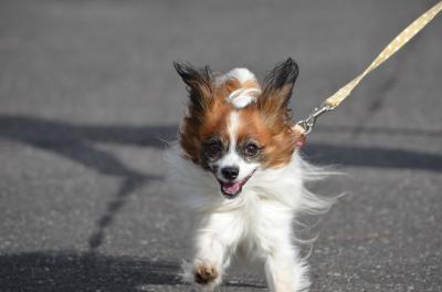 愛犬走る