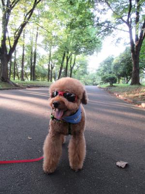 木漏れ日の中お散歩🐾