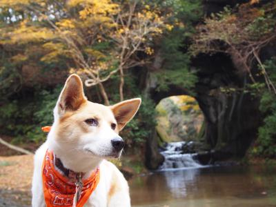 トンネルの向こうも紅葉してるよ~~♪