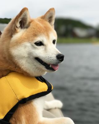 カヌーに乗る柴犬