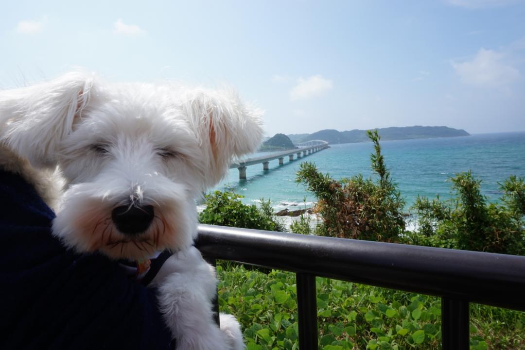 愛犬ユメと山口県角島大橋へ