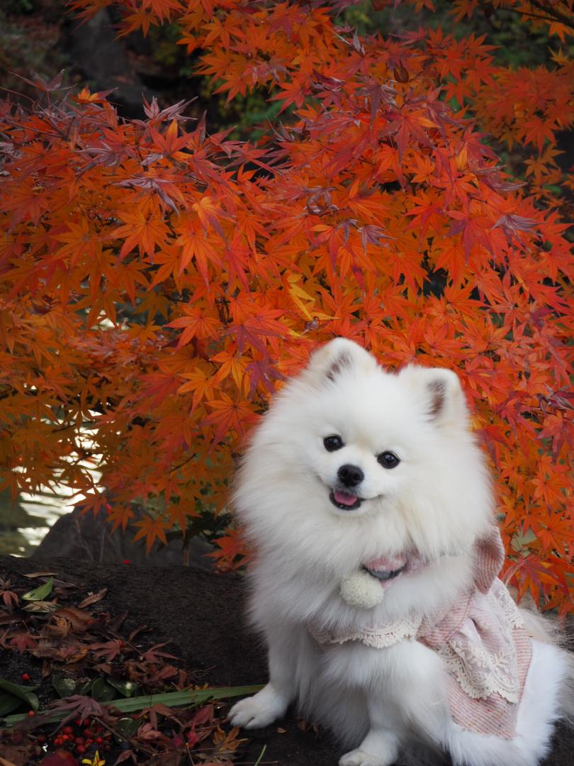 都会の紅葉☆