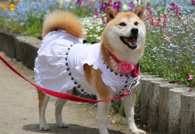 服を着た柴犬