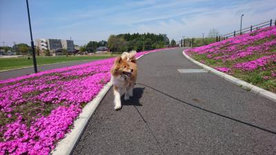 花が気になりますワン