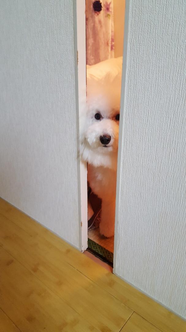 犬の恩返し