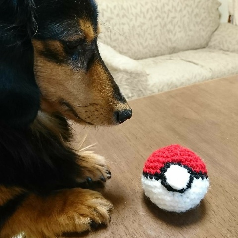 ポケGOボールで犬ポケゲット～❣