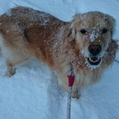 風雪にも負けないワン