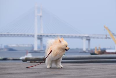 風が～！！！