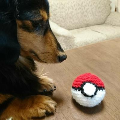 ポケGOボールで犬ポケゲット～❣