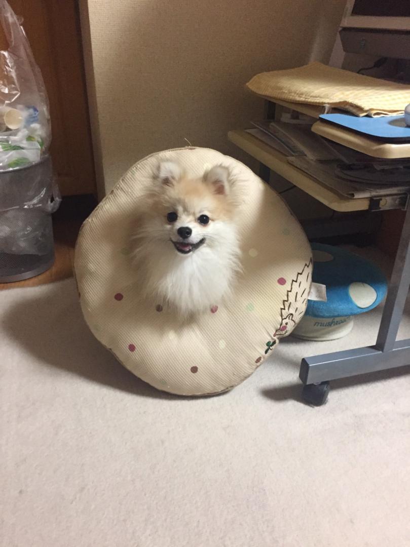 土星犬