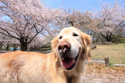 鼻に花