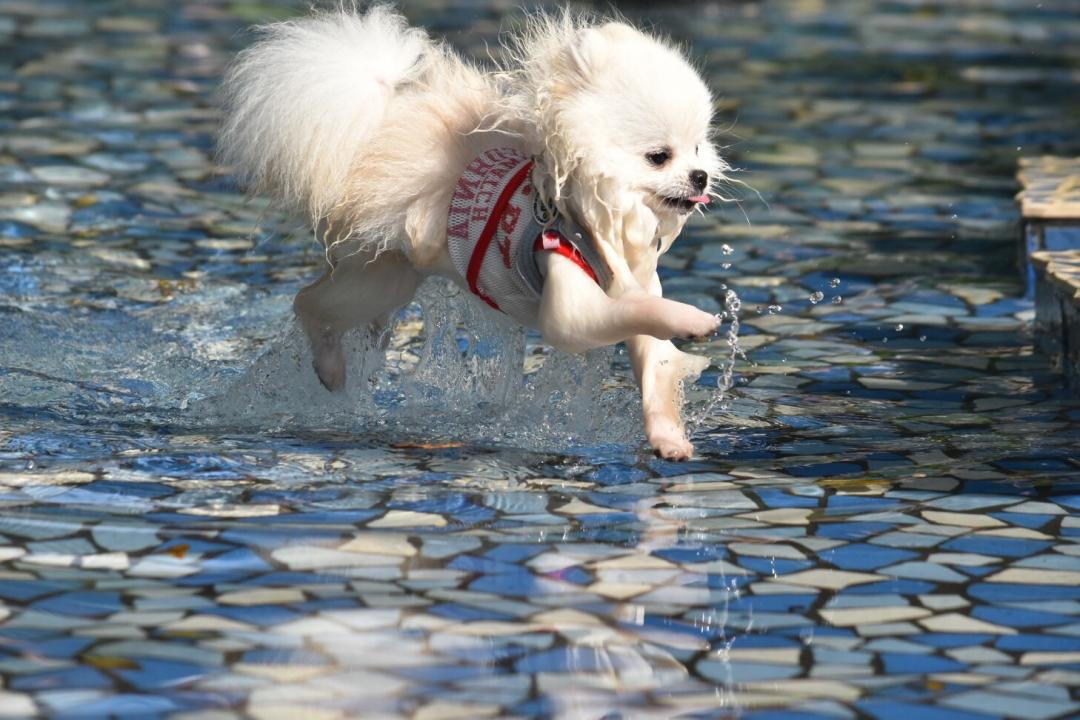 水上歩行 ひめはぁとhahaさんの投稿写真 犬 愛犬フォトコンテスト イヌトミィ