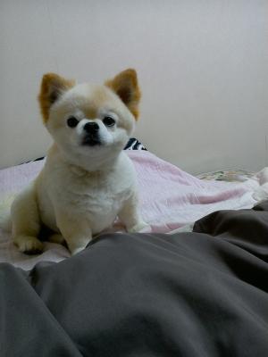 トリミング行きました