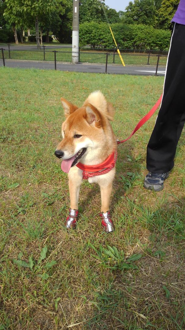 犬生初の靴！