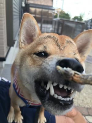 どうしても、煮干しが食べたいの～！！