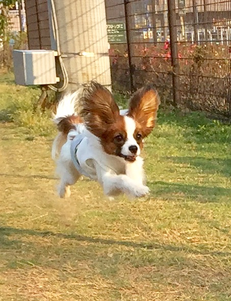 空飛ぶダンボ⁈