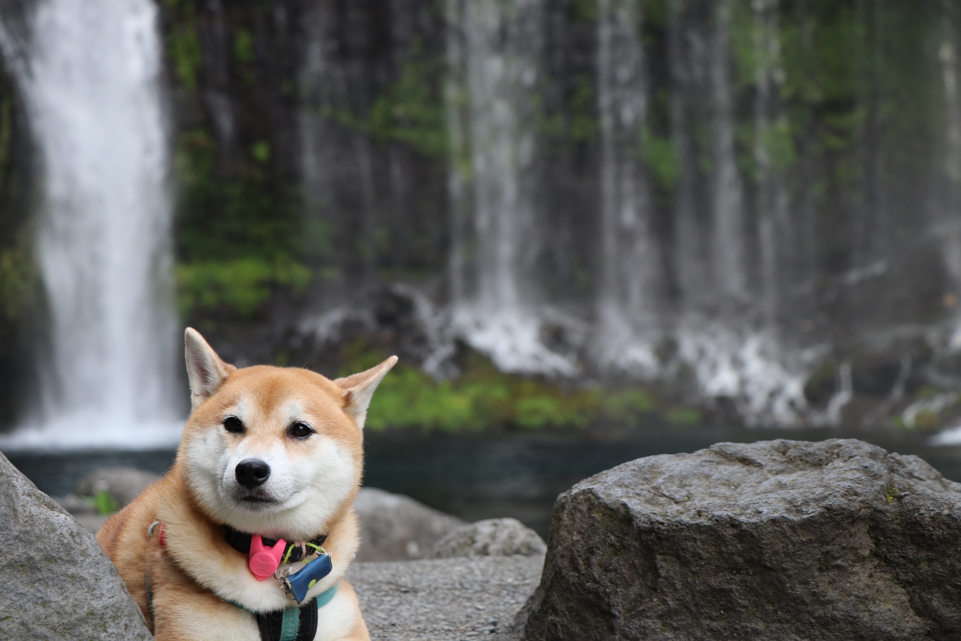 滝と豆蔵 豆蔵さんの投稿写真 犬 愛犬フォトコンテスト イヌトミィ