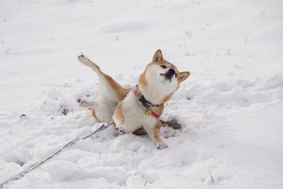 雪の日にズッコケ