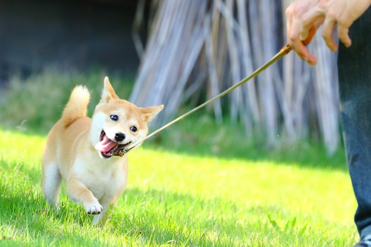 べへへへっ