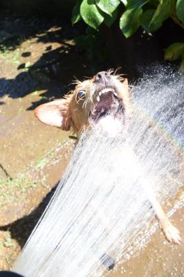 水遊び大好きだああああ！！！