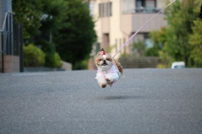 ちゃっちゃん飛行犬