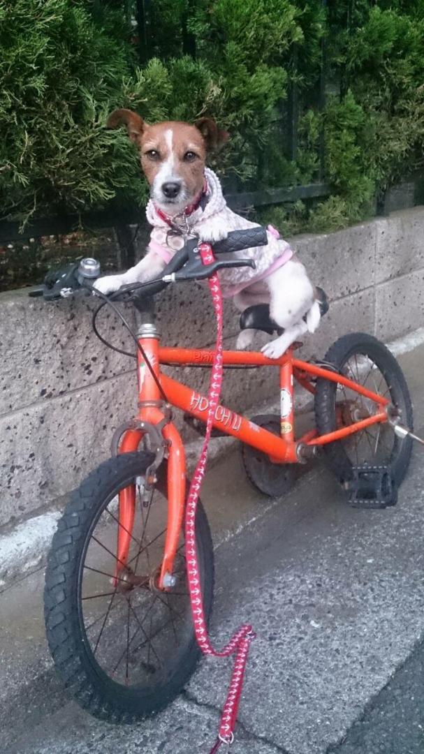 自転車のサイズ間違えてませんかぁ～⁉️